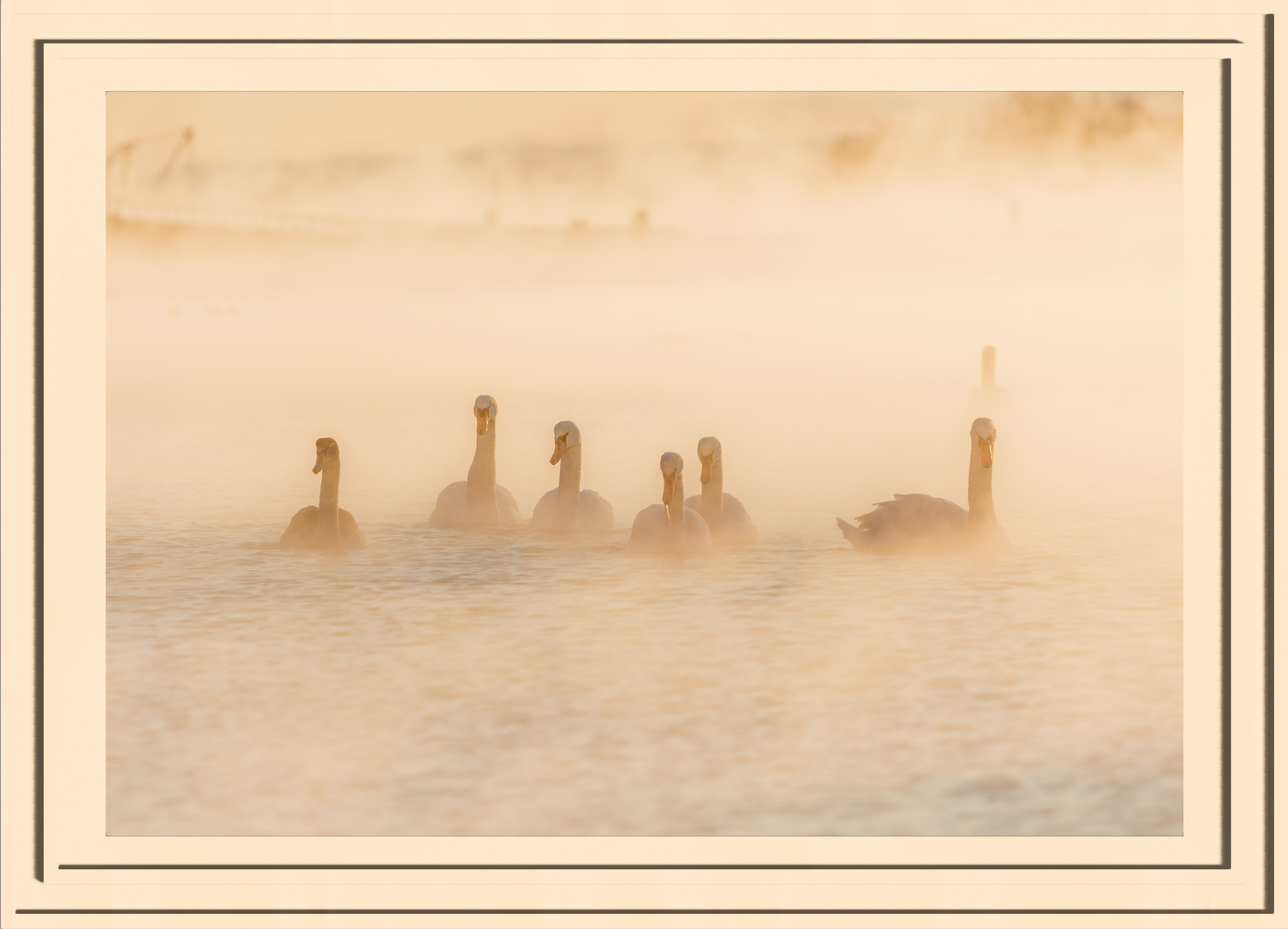 6 swans swiming towards the camera
