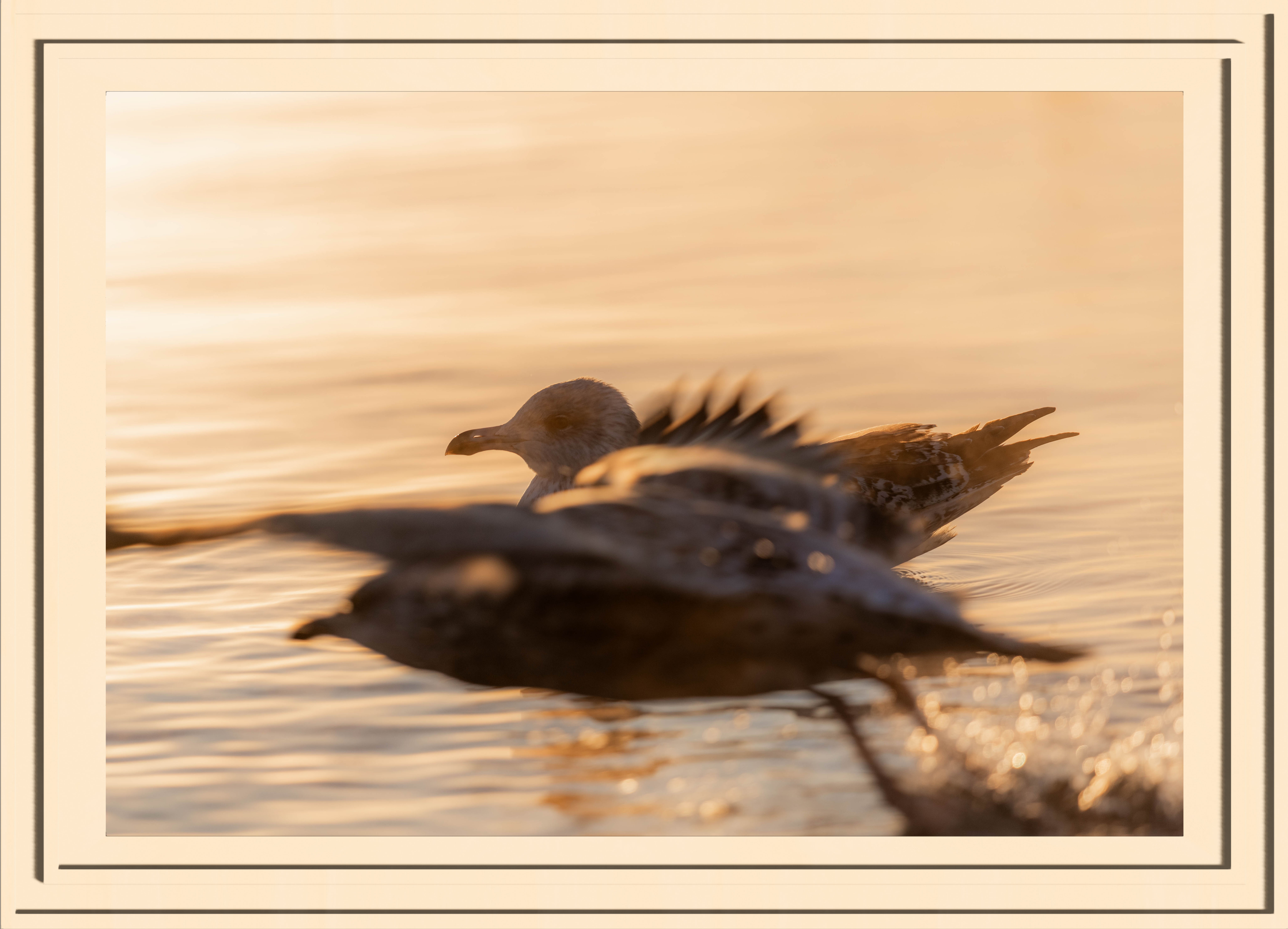A seagull photobombinng the picture of another seagull mid flight