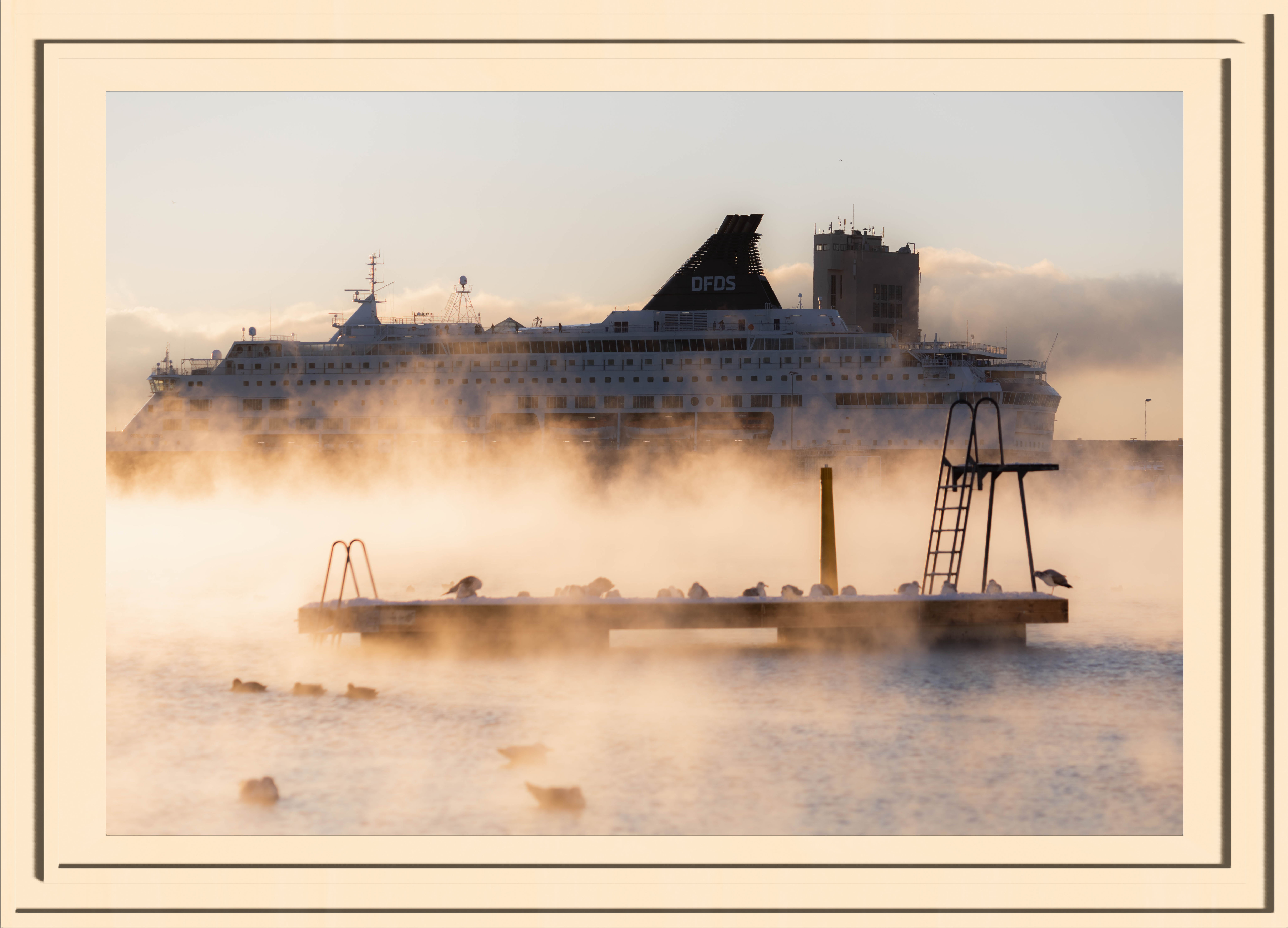 birds chilling on a floating dock in golden steam with a big boat in the background