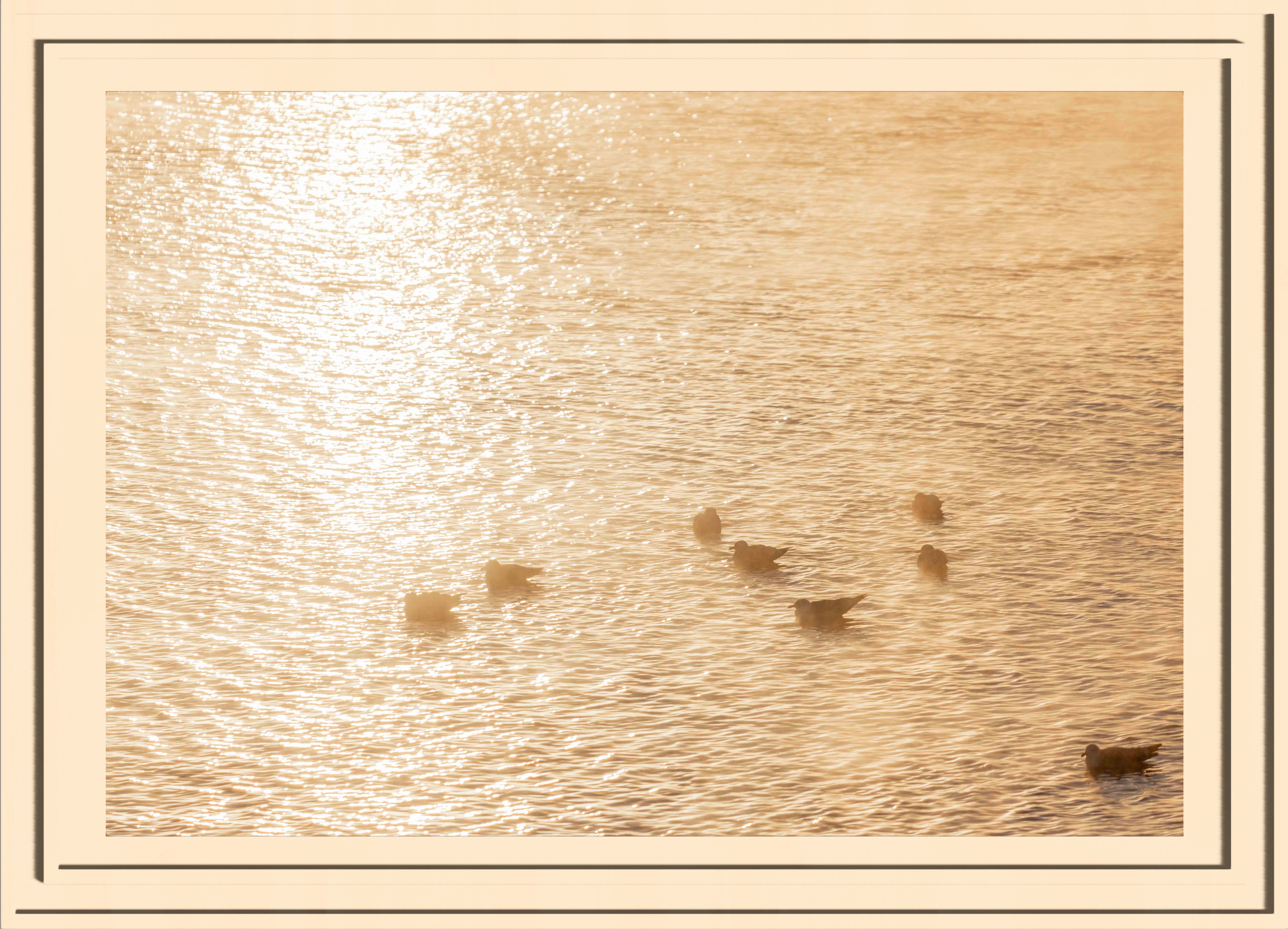 Seagulls chilling in the water