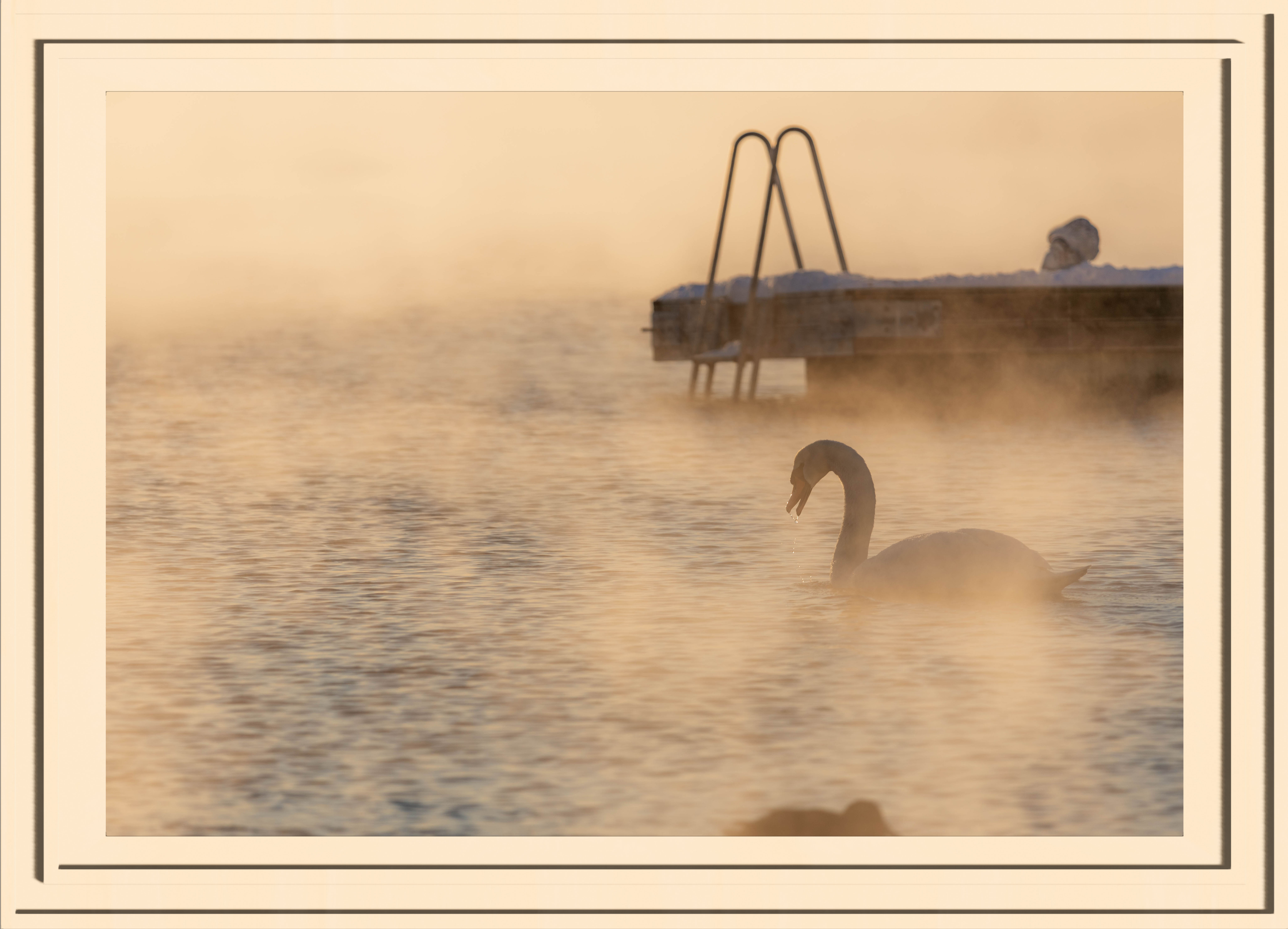 A swan in golden lit steam with its mouth open