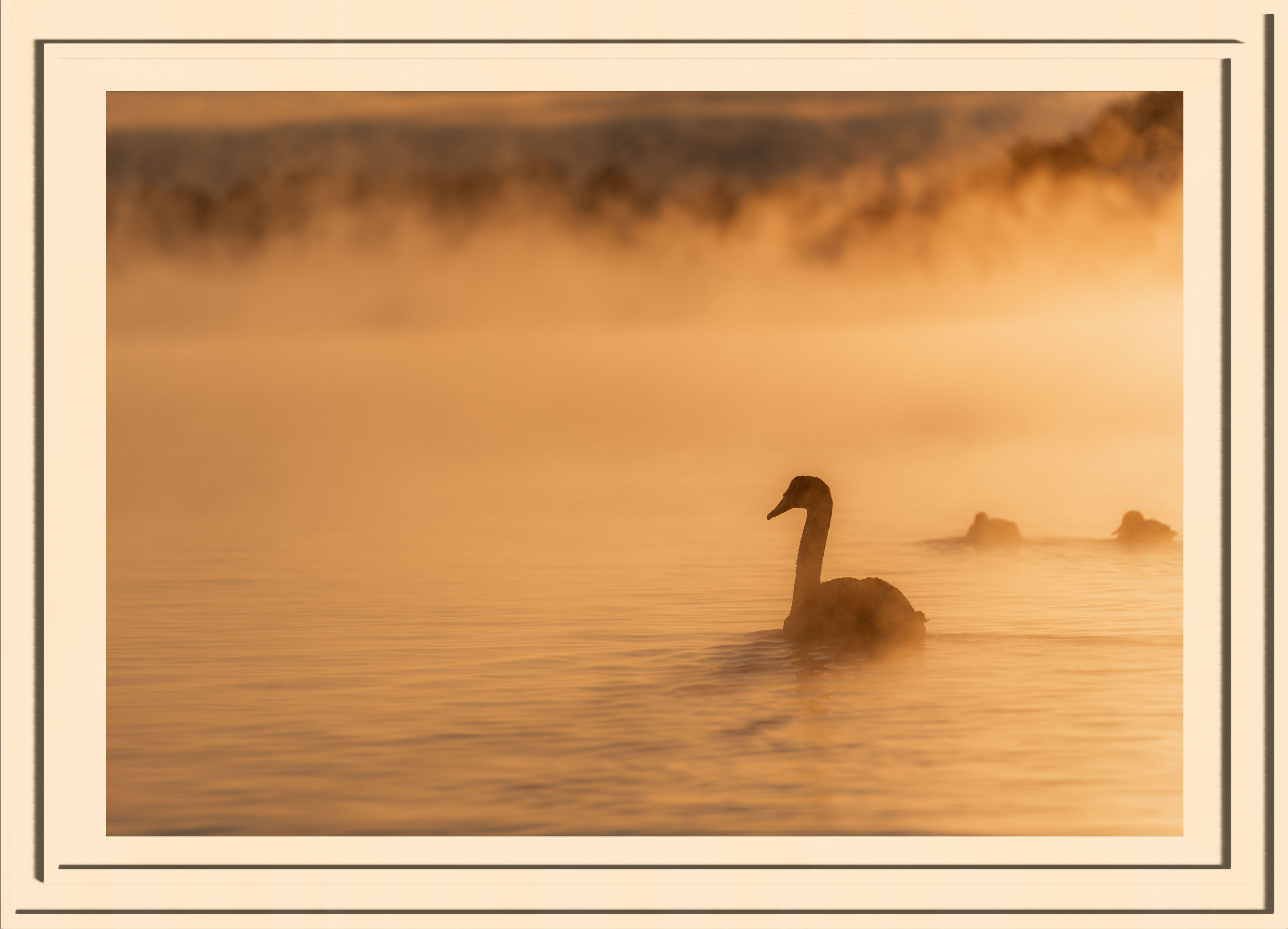 Swan silhouette in a fjord at sunset