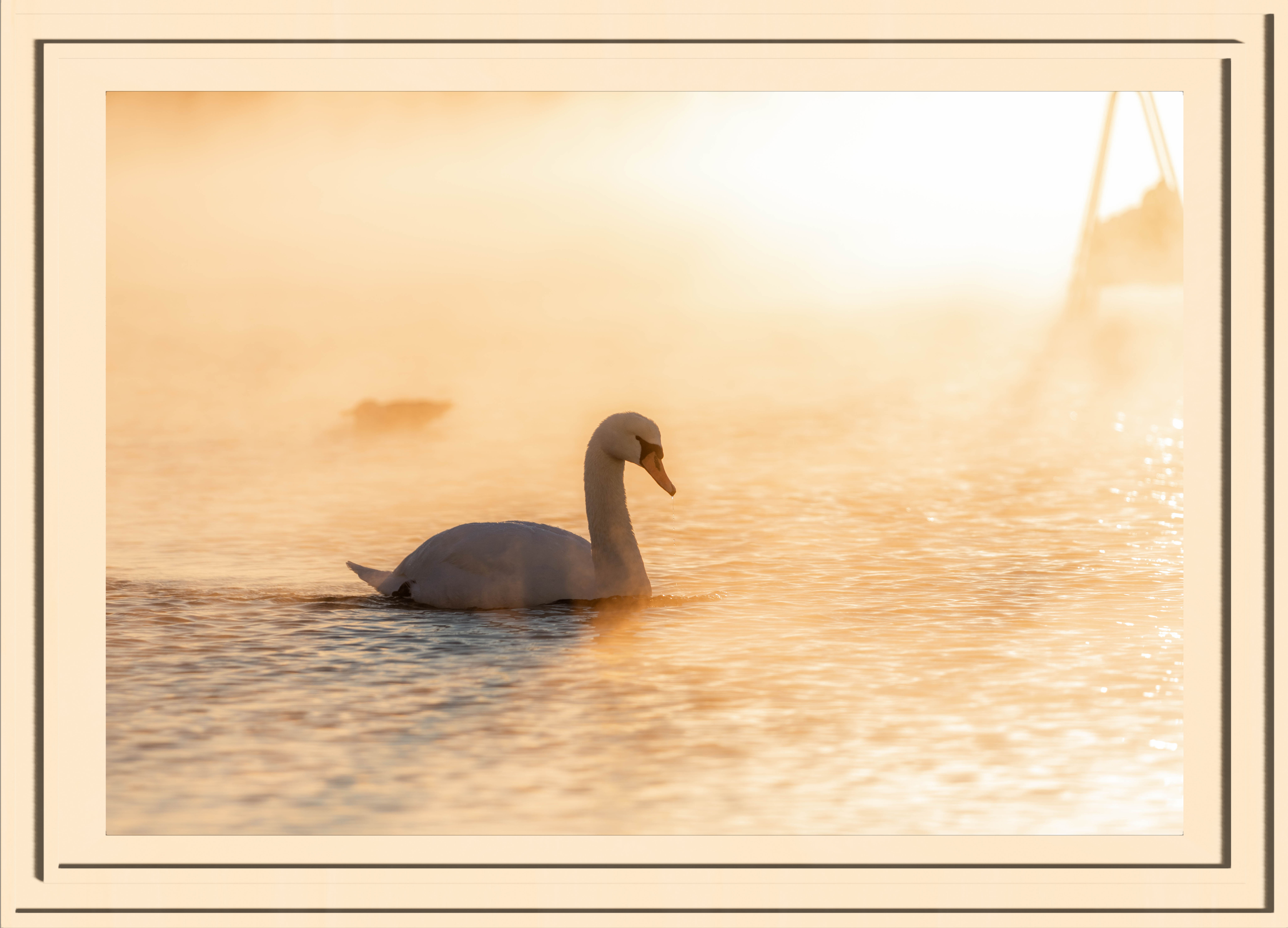 A swan in golden lit steam