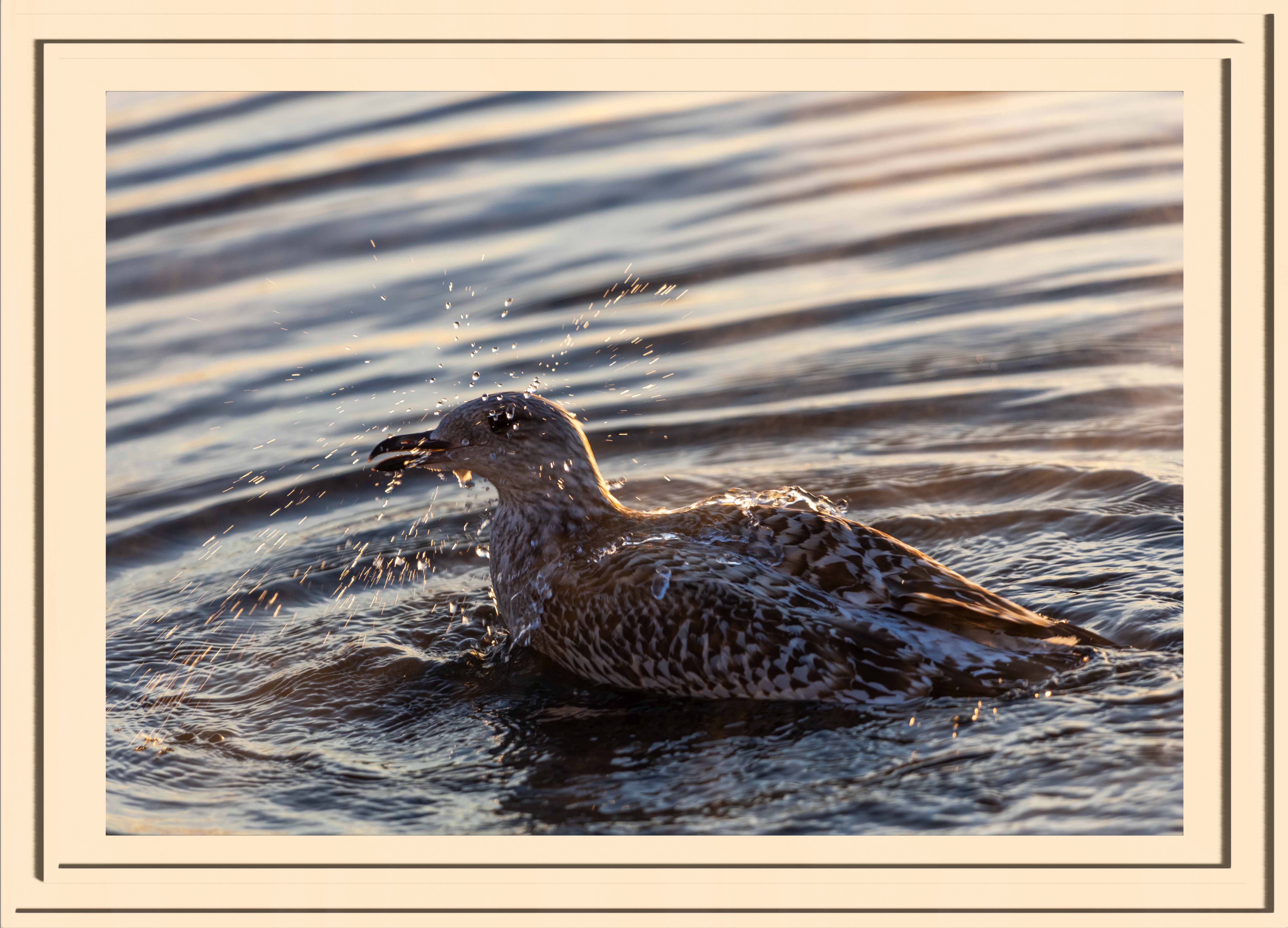 A seagull splashing water with it's beak