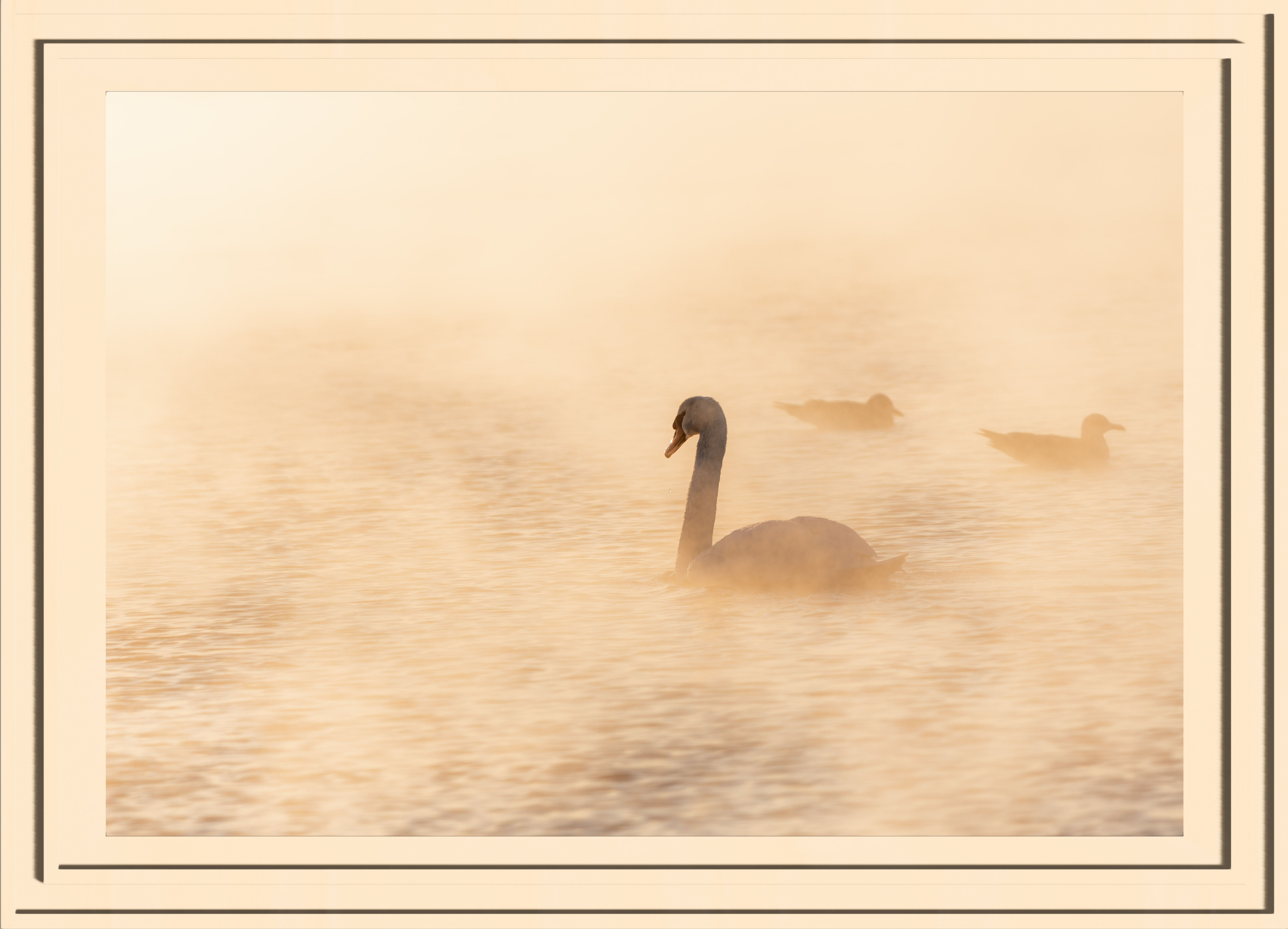 A swan in golden lit steam