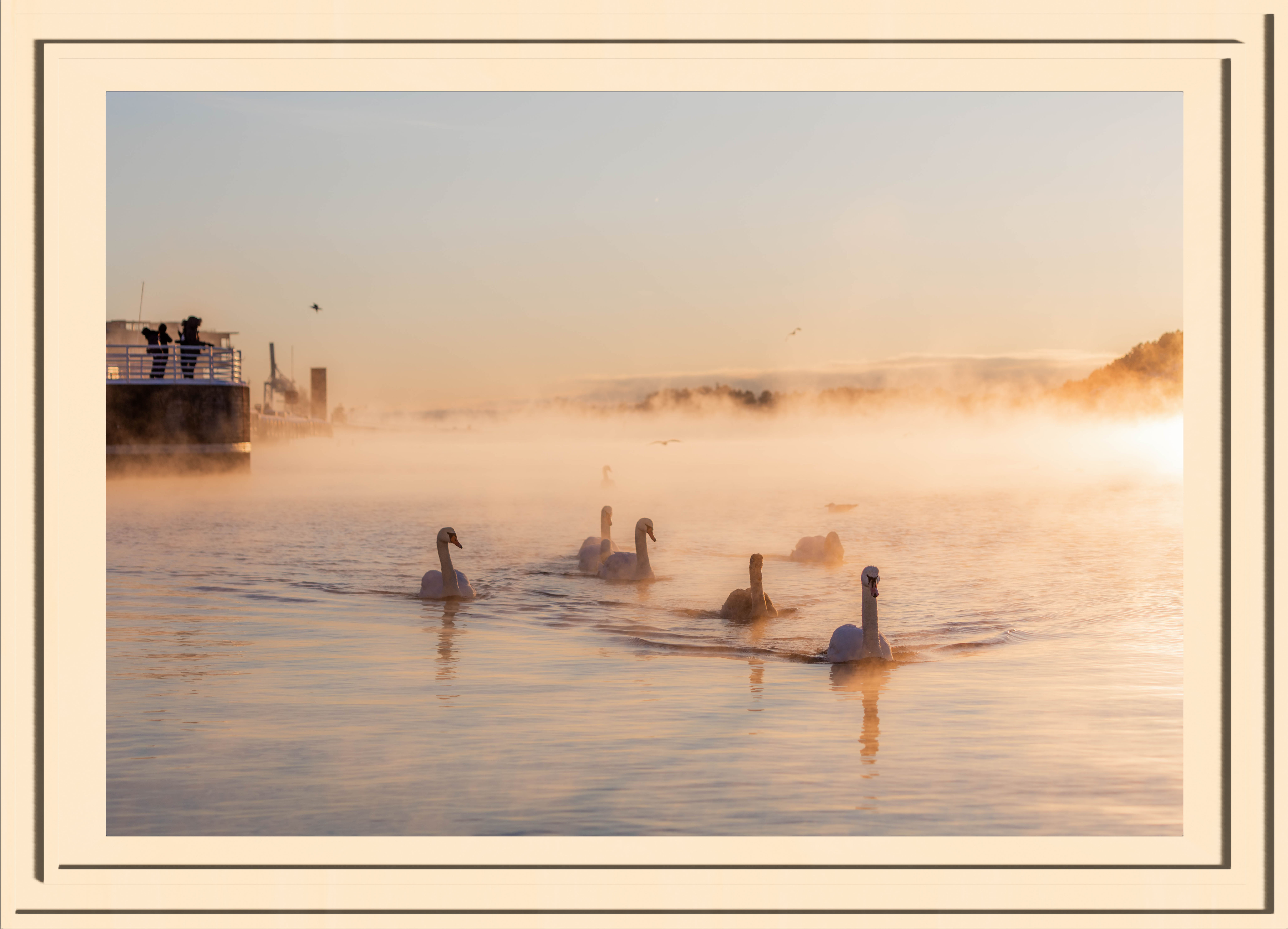  6 swans appraoching the beach