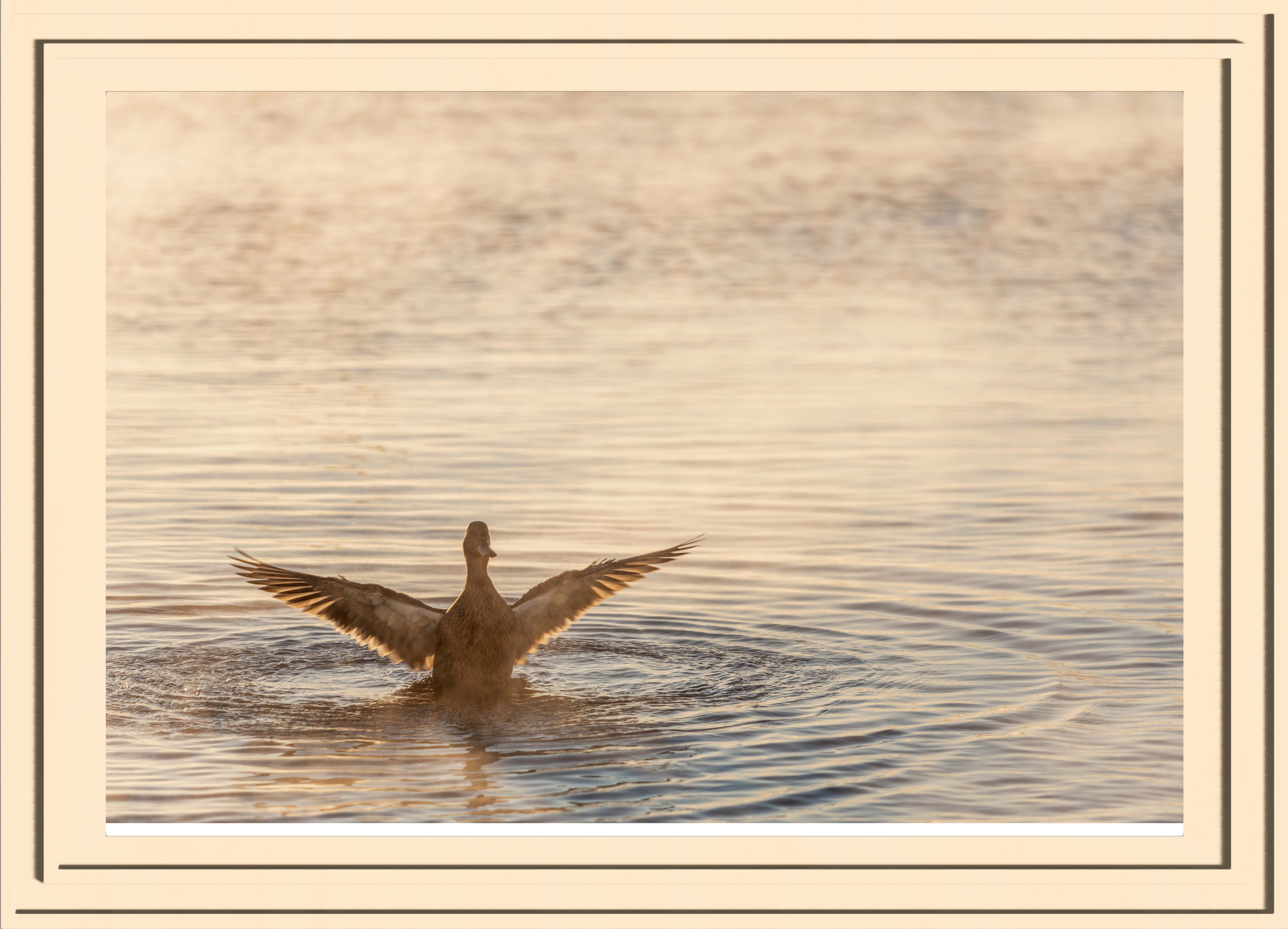 A duck flapping its wings in the water