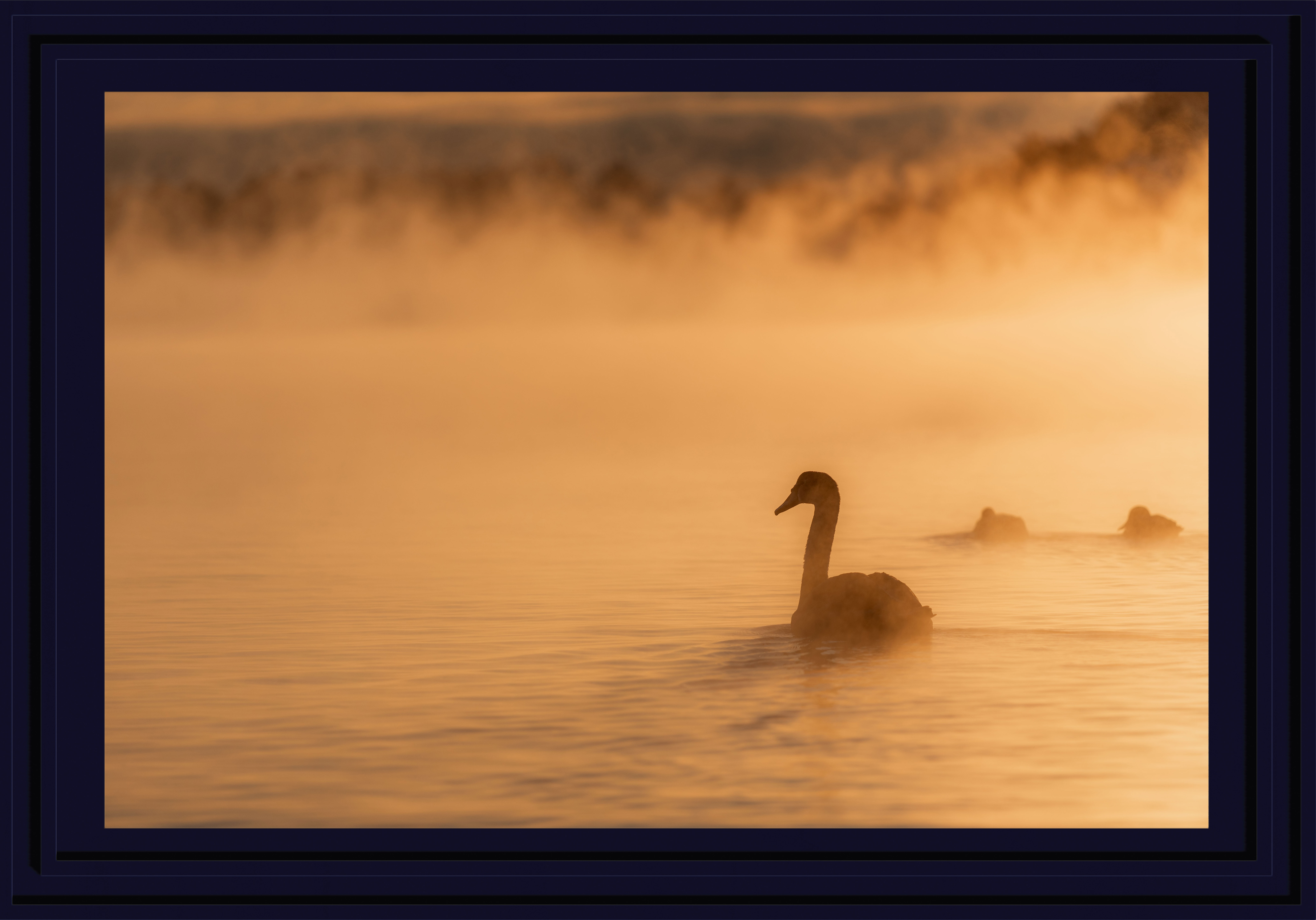Swan silhouette in a fjord at sunset farmed in a darkblue frame